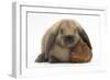 Baby Guinea Pig and Rabbit-Mark Taylor-Framed Photographic Print