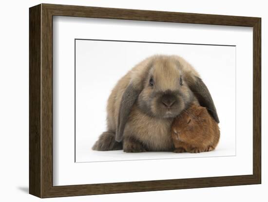 Baby Guinea Pig and Rabbit-Mark Taylor-Framed Photographic Print