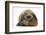 Baby Guinea Pig and Rabbit-Mark Taylor-Framed Photographic Print