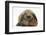 Baby Guinea Pig and Rabbit-Mark Taylor-Framed Photographic Print