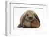 Baby Guinea Pig and Rabbit-Mark Taylor-Framed Photographic Print