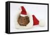 Baby Guinea Pig in and Wearing a Father Christmas Hat-Mark Taylor-Framed Stretched Canvas
