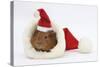 Baby Guinea Pig in and Wearing a Father Christmas Hat-Mark Taylor-Stretched Canvas