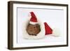 Baby Guinea Pig in and Wearing a Father Christmas Hat-Mark Taylor-Framed Photographic Print