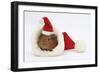 Baby Guinea Pig in and Wearing a Father Christmas Hat-Mark Taylor-Framed Photographic Print