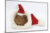 Baby Guinea Pig in and Wearing a Father Christmas Hat-Mark Taylor-Mounted Photographic Print