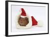 Baby Guinea Pig in and Wearing a Father Christmas Hat-Mark Taylor-Framed Photographic Print