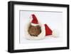 Baby Guinea Pig in and Wearing a Father Christmas Hat-Mark Taylor-Framed Photographic Print