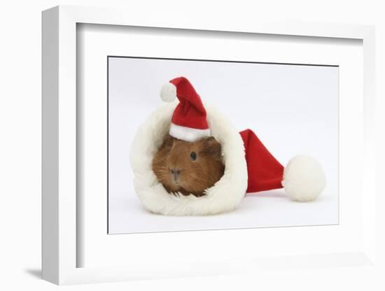 Baby Guinea Pig in and Wearing a Father Christmas Hat-Mark Taylor-Framed Photographic Print