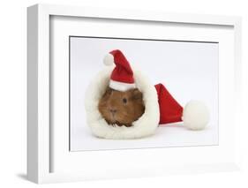 Baby Guinea Pig in and Wearing a Father Christmas Hat-Mark Taylor-Framed Photographic Print