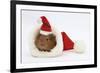 Baby Guinea Pig in and Wearing a Father Christmas Hat-Mark Taylor-Framed Photographic Print