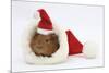 Baby Guinea Pig in and Wearing a Father Christmas Hat-Mark Taylor-Mounted Photographic Print