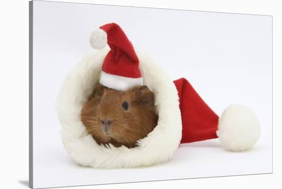 Baby Guinea Pig in and Wearing a Father Christmas Hat-Mark Taylor-Stretched Canvas