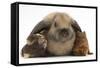 Baby Guinea Pigs under Long Ears of Domestic Rabbit-Mark Taylor-Framed Stretched Canvas