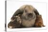 Baby Guinea Pigs under Long Ears of Domestic Rabbit-Mark Taylor-Stretched Canvas