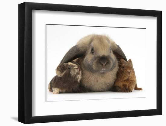 Baby Guinea Pigs under Long Ears of Domestic Rabbit-Mark Taylor-Framed Photographic Print