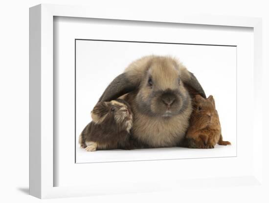 Baby Guinea Pigs under Long Ears of Domestic Rabbit-Mark Taylor-Framed Photographic Print