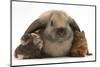 Baby Guinea Pigs under Long Ears of Domestic Rabbit-Mark Taylor-Mounted Photographic Print