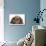 Baby Guinea Pigs under Long Ears of Domestic Rabbit-Mark Taylor-Photographic Print displayed on a wall