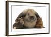 Baby Guinea Pigs under Long Ears of Domestic Rabbit-Mark Taylor-Framed Photographic Print
