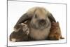 Baby Guinea Pigs under Long Ears of Domestic Rabbit-Mark Taylor-Mounted Photographic Print
