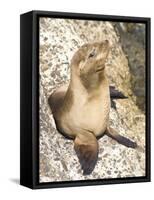 Baby Harbor Seal, Child's Beach, La Jolla, Near San Diego, California, USA-Ethel Davies-Framed Stretched Canvas