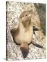 Baby Harbor Seal, Child's Beach, La Jolla, Near San Diego, California, USA-Ethel Davies-Stretched Canvas