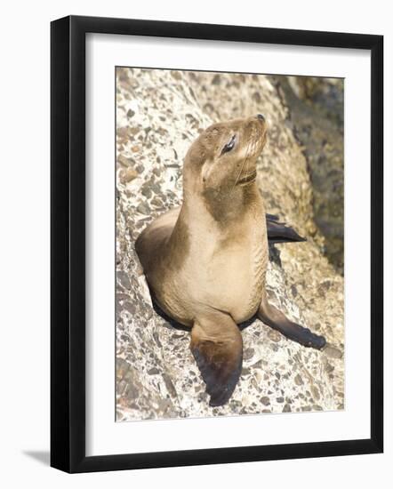 Baby Harbor Seal, Child's Beach, La Jolla, Near San Diego, California, USA-Ethel Davies-Framed Photographic Print