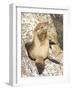 Baby Harbor Seal, Child's Beach, La Jolla, Near San Diego, California, USA-Ethel Davies-Framed Photographic Print