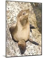 Baby Harbor Seal, Child's Beach, La Jolla, Near San Diego, California, USA-Ethel Davies-Mounted Photographic Print