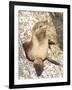 Baby Harbor Seal, Child's Beach, La Jolla, Near San Diego, California, USA-Ethel Davies-Framed Photographic Print