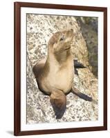 Baby Harbor Seal, Child's Beach, La Jolla, Near San Diego, California, USA-Ethel Davies-Framed Photographic Print