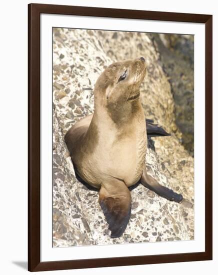 Baby Harbor Seal, Child's Beach, La Jolla, Near San Diego, California, USA-Ethel Davies-Framed Photographic Print