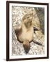 Baby Harbor Seal, Child's Beach, La Jolla, Near San Diego, California, USA-Ethel Davies-Framed Photographic Print