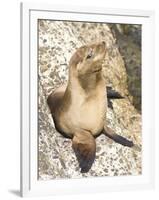 Baby Harbor Seal, Child's Beach, La Jolla, Near San Diego, California, USA-Ethel Davies-Framed Photographic Print