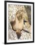 Baby Harbor Seal, Child's Beach, La Jolla, Near San Diego, California, USA-Ethel Davies-Framed Photographic Print