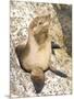 Baby Harbor Seal, Child's Beach, La Jolla, Near San Diego, California, USA-Ethel Davies-Mounted Photographic Print