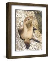 Baby Harbor Seal, Child's Beach, La Jolla, Near San Diego, California, USA-Ethel Davies-Framed Photographic Print