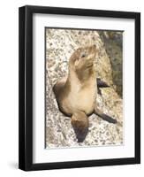 Baby Harbor Seal, Child's Beach, La Jolla, Near San Diego, California, USA-Ethel Davies-Framed Photographic Print