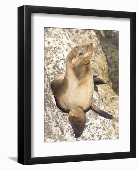 Baby Harbor Seal, Child's Beach, La Jolla, Near San Diego, California, USA-Ethel Davies-Framed Photographic Print