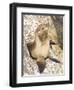 Baby Harbor Seal, Child's Beach, La Jolla, Near San Diego, California, USA-Ethel Davies-Framed Photographic Print