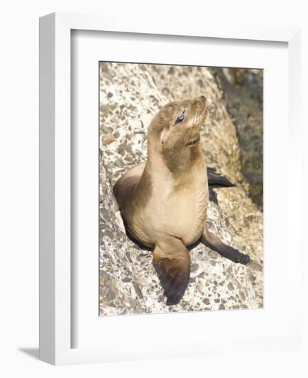 Baby Harbor Seal, Child's Beach, La Jolla, Near San Diego, California, USA-Ethel Davies-Framed Photographic Print