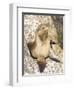 Baby Harbor Seal, Child's Beach, La Jolla, Near San Diego, California, USA-Ethel Davies-Framed Photographic Print