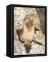 Baby Harbor Seal, Child's Beach, La Jolla, Near San Diego, California, USA-Ethel Davies-Framed Stretched Canvas