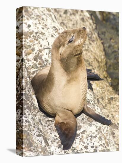 Baby Harbor Seal, Child's Beach, La Jolla, Near San Diego, California, USA-Ethel Davies-Stretched Canvas