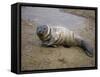 Baby Harbor Seal in Marquoit Bay, Brunswick, Maine, USA-Jerry & Marcy Monkman-Framed Stretched Canvas