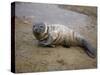 Baby Harbor Seal in Marquoit Bay, Brunswick, Maine, USA-Jerry & Marcy Monkman-Stretched Canvas