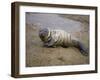 Baby Harbor Seal in Marquoit Bay, Brunswick, Maine, USA-Jerry & Marcy Monkman-Framed Photographic Print