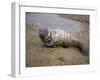 Baby Harbor Seal in Marquoit Bay, Brunswick, Maine, USA-Jerry & Marcy Monkman-Framed Photographic Print