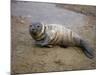 Baby Harbor Seal in Marquoit Bay, Brunswick, Maine, USA-Jerry & Marcy Monkman-Mounted Photographic Print